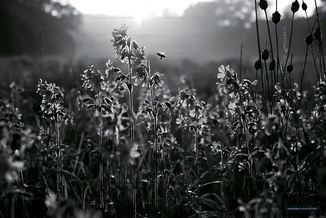 Morning light shines on flowers in a field with a buzzing bee