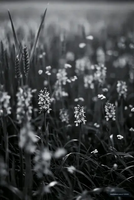 Field of wildflowers in black and white during sunny day