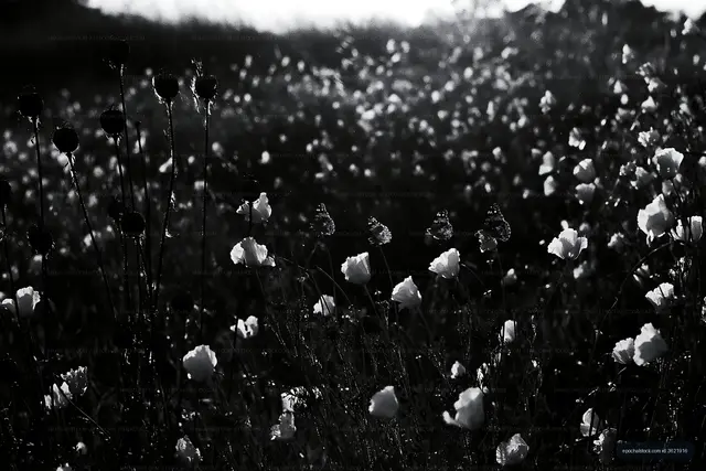 Field of flowers with dew drops in black and white