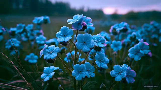 Blue flowers blooming in a field at sunset