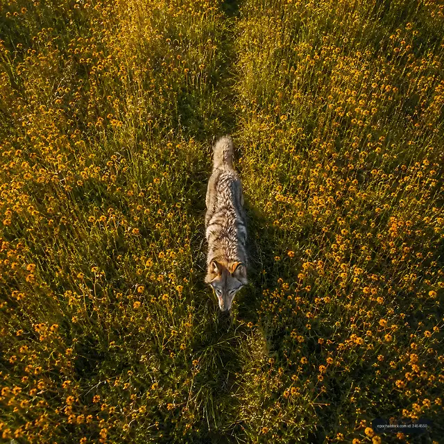 Wolf walking through a field of yellow flowers at sunset