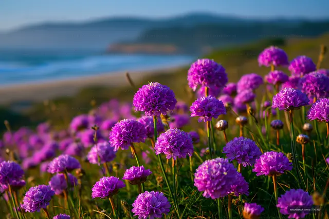 Vibrant purple flowers by the coast with ocean view