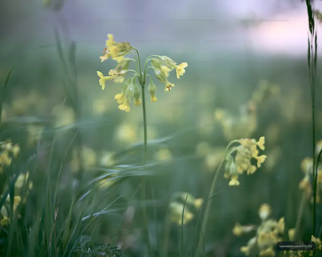 Yellow wildflowers bloom in a field during springtime