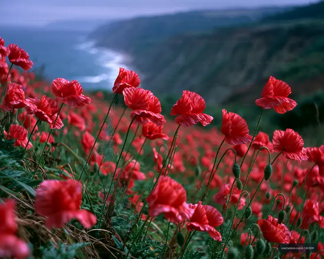 Vibrant red poppy flowers near a coastal cliff