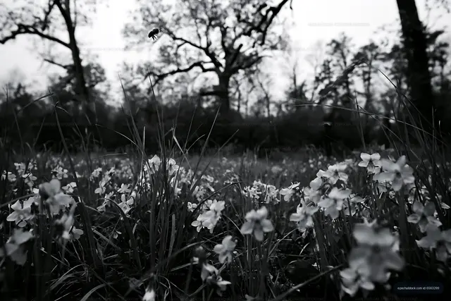 Flowers and trees in a forest during an overcast day