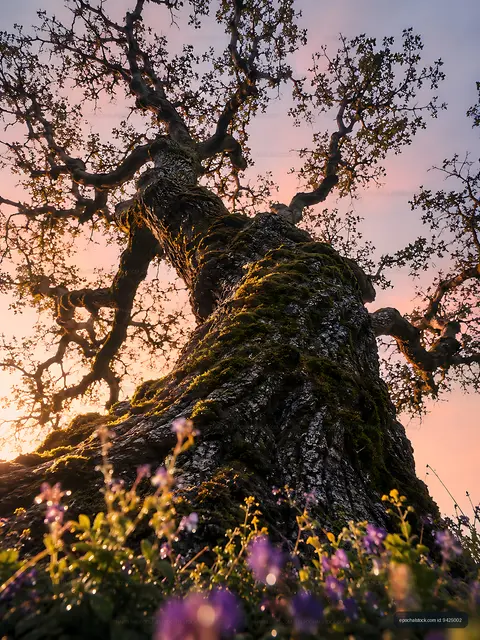 Old tree trunk with flowers at sunset