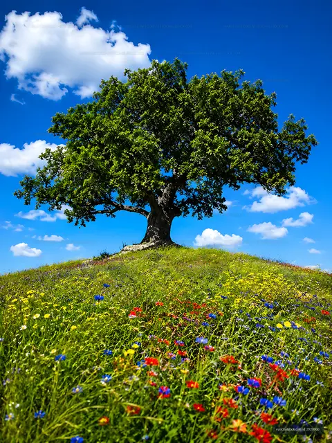 Tree on a hill surrounded by colorful flowers under a blue sky