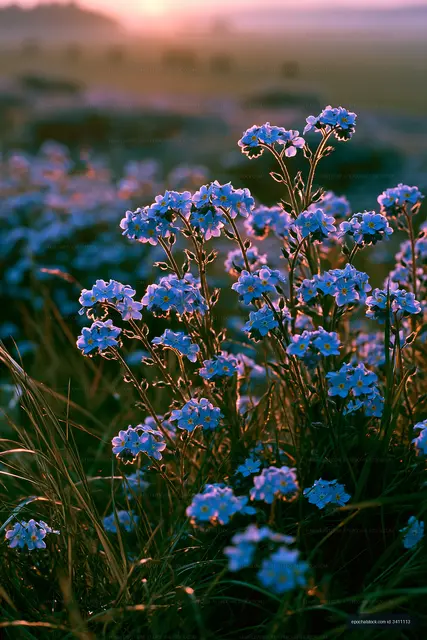 Blue flowers blooming in a field during sunset