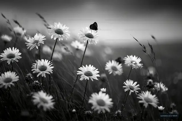 Butterfly on daisy flowers in a black and white setting