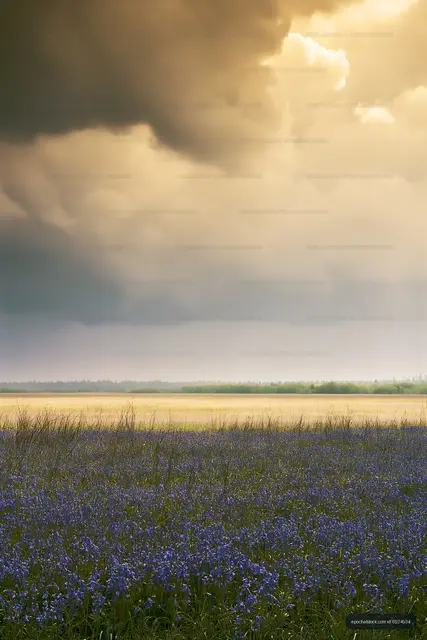 Blue flowers under cloudy sky during late afternoon