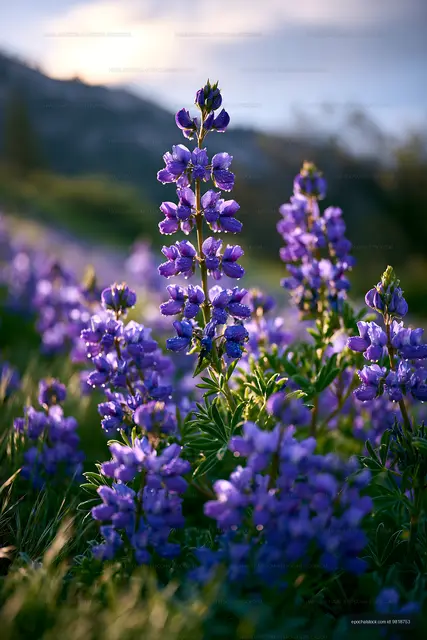 Purple flowers blooming in a field during sunset