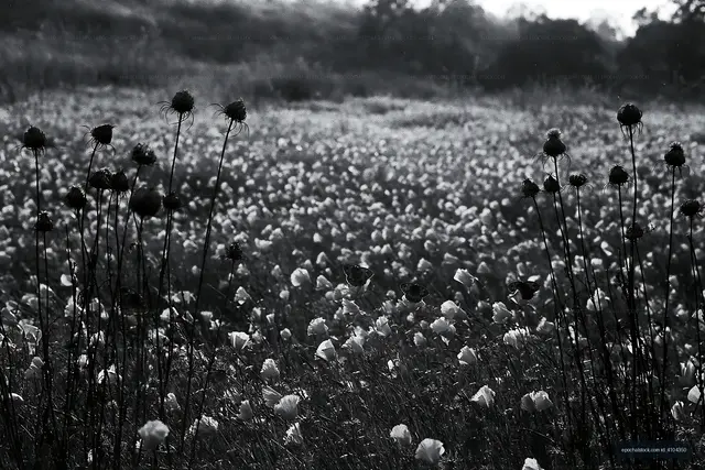 Black and white field of flowers with grass in the background