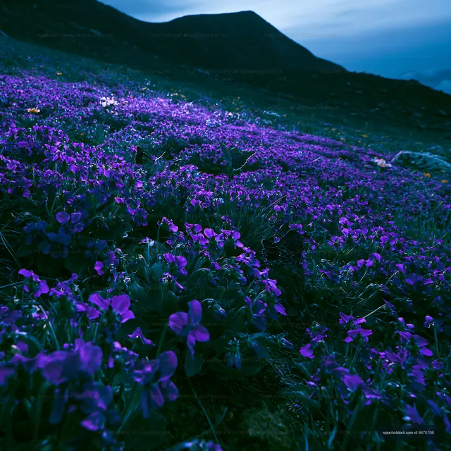Purple flowers bloom on a mountainside at dusk