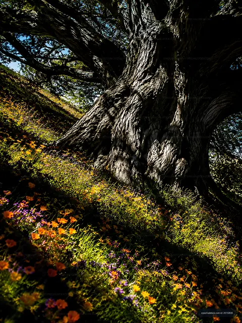 Tall tree with colorful flowers at its base in natural light