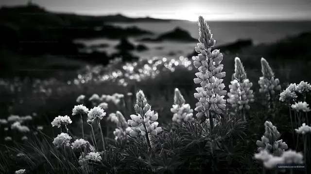 Flowers bloom at sunset near the coast