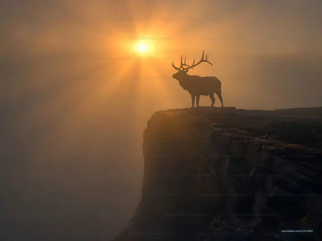 Stag on cliff at sunset with fog in the background