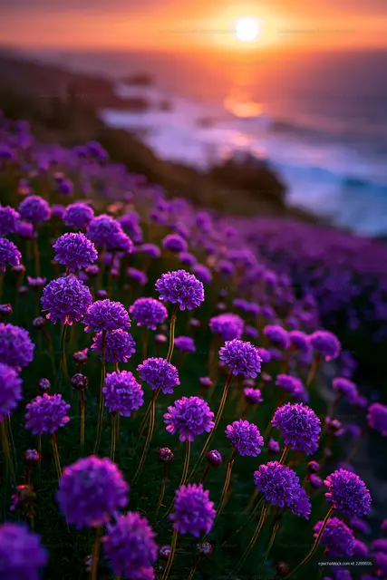 Purple flowers bloom near the coastline at sunset
