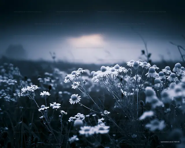 Flowers in a foggy field at dawn with soft sunlight