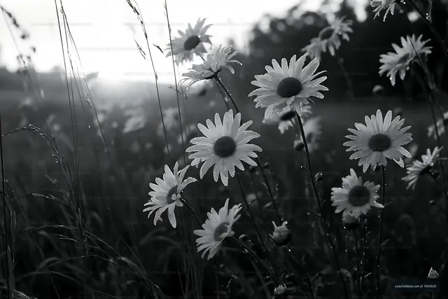 Daisies in a field during dawn with morning dew