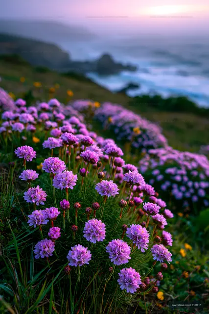 Purple flowers blooming by the ocean at sunset