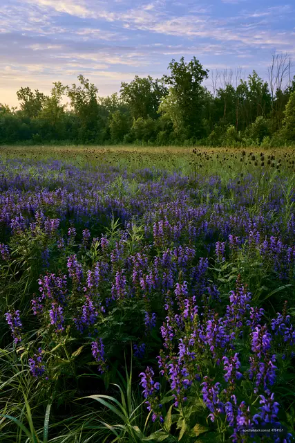 Violet flowers bloom in a field during sunset in summer