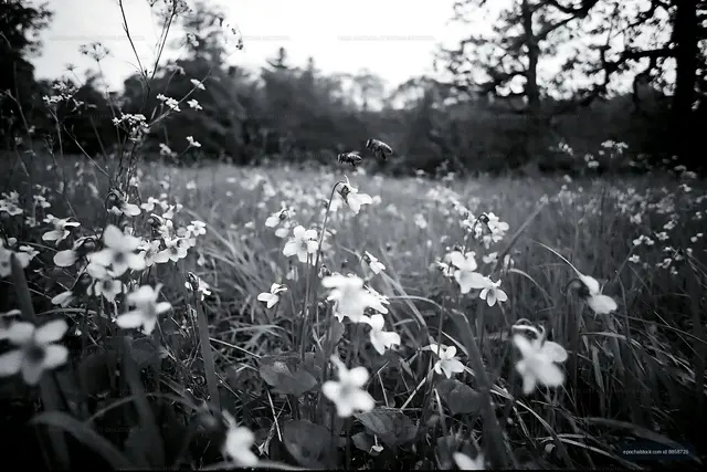 Flowers and bees in a field during spring season