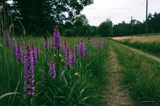 Purple flowers along a dirt path in a green field