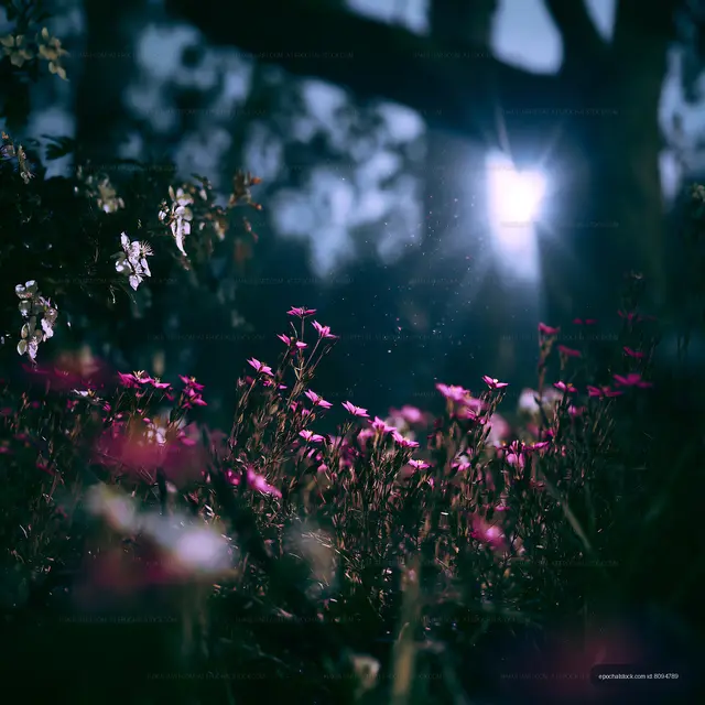 Flowers bloom in garden under soft sunlight