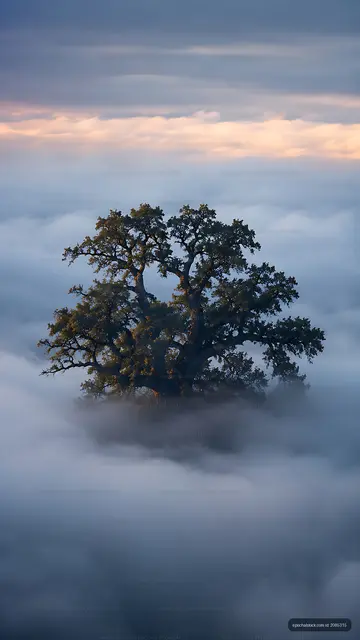 Lone tree above foggy landscape at sunrise