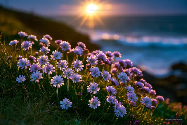 Sunset over flowers by the ocean shore