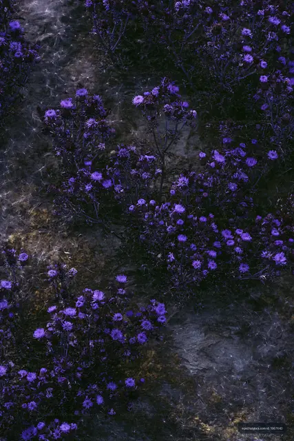 Purple flowers growing in a garden at dusk