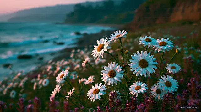 Daisies bloom by the ocean shore at sunset