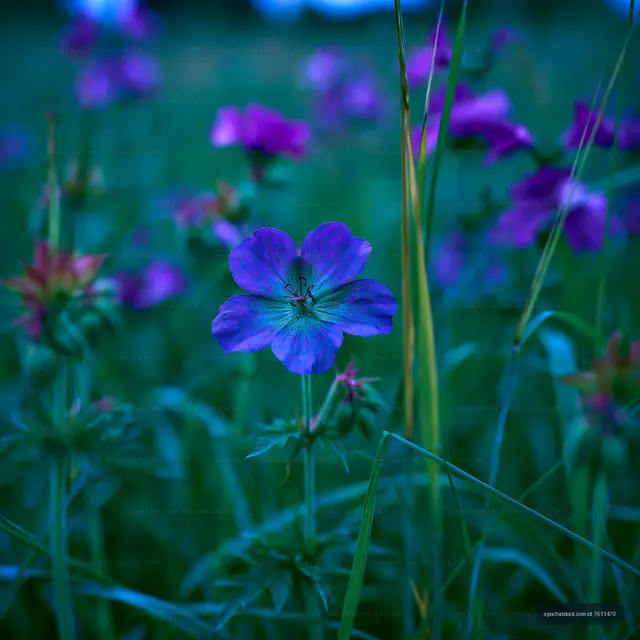 Purple flowers bloom in a green field during twilight