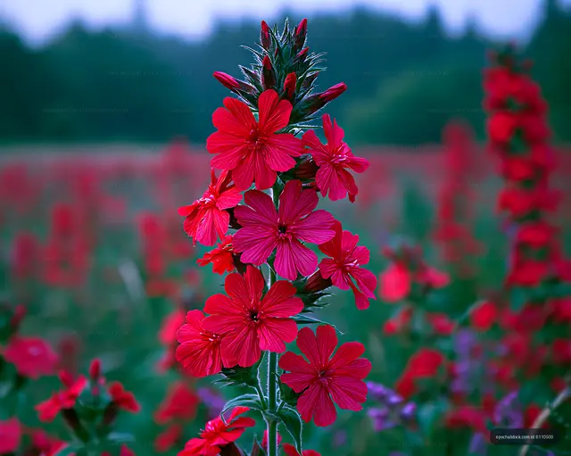 Red flowers bloom in a field during sunset