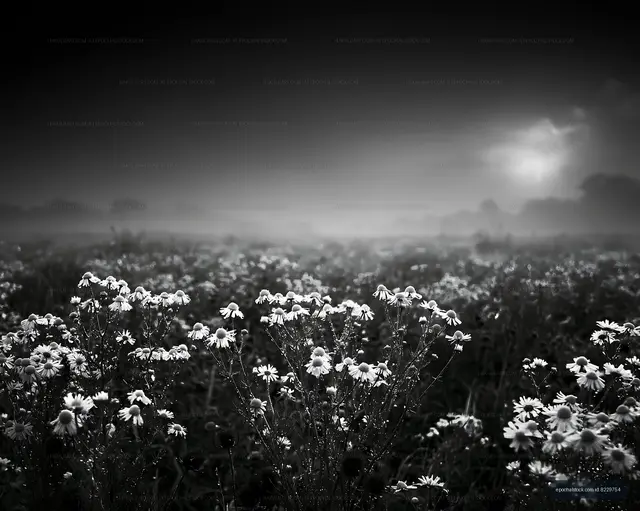 Black and white flowers in foggy field during morning light