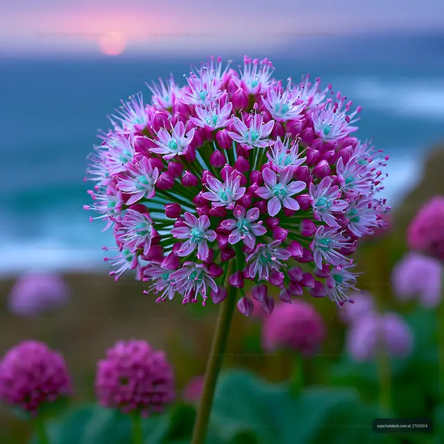 Purple flowers bloom near the ocean during sunset