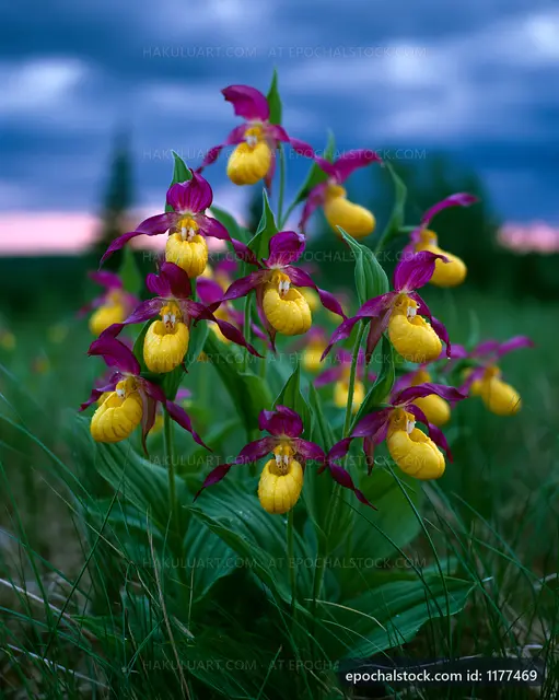 Colorful orchids growing in a field at dusk