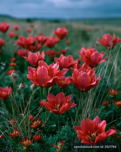 Red flowers bloom in a green field under a cloudy sky