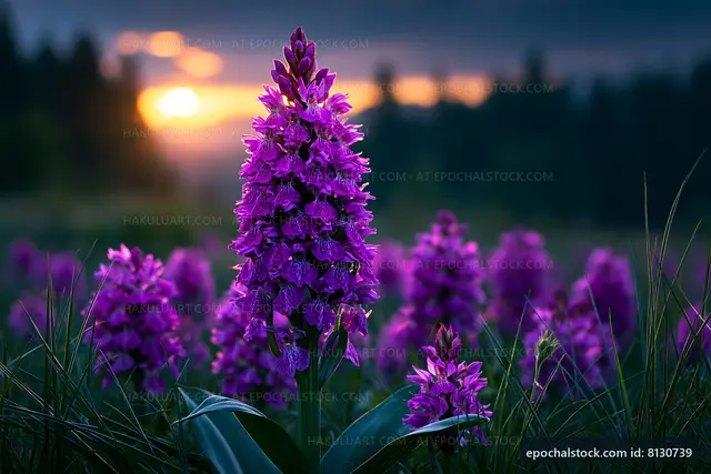 Purple orchids bloom in a field during sunset