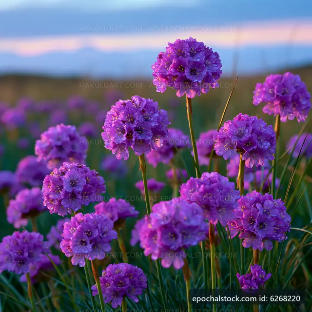 Purple flowers bloom in a field during sunset