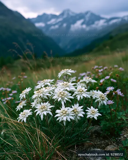 White flowers blooming in a mountain valley landscape