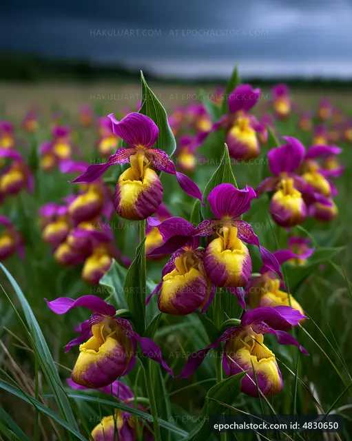 Orchids bloom in a field under a cloudy sky