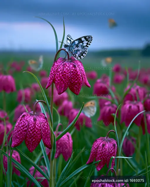 Butterfly on pink flowers in a green field during twilight