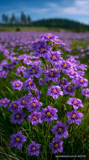 Purple wildflowers bloom in a field under blue sky