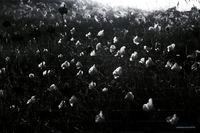 Black and white flowers in a field during sunrise