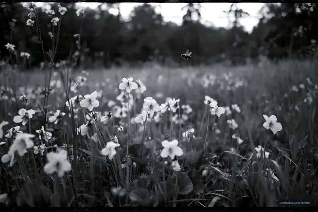 Field of flowers with a bee flying around