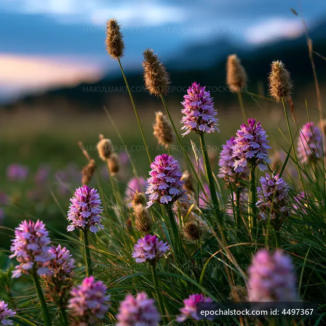 Wildflowers bloom in a grassy field during sunset