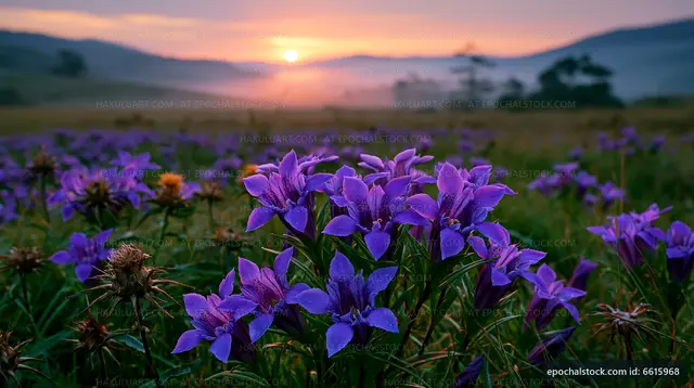 Purple flowers bloom at sunrise in a scenic landscape