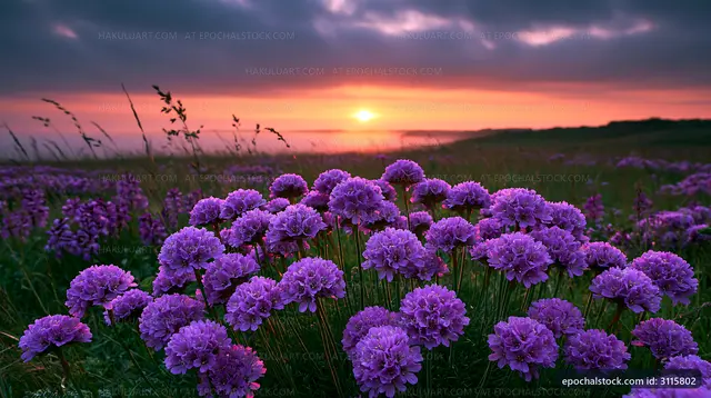 Purple flowers bloom under a colorful sunset near a grassy field