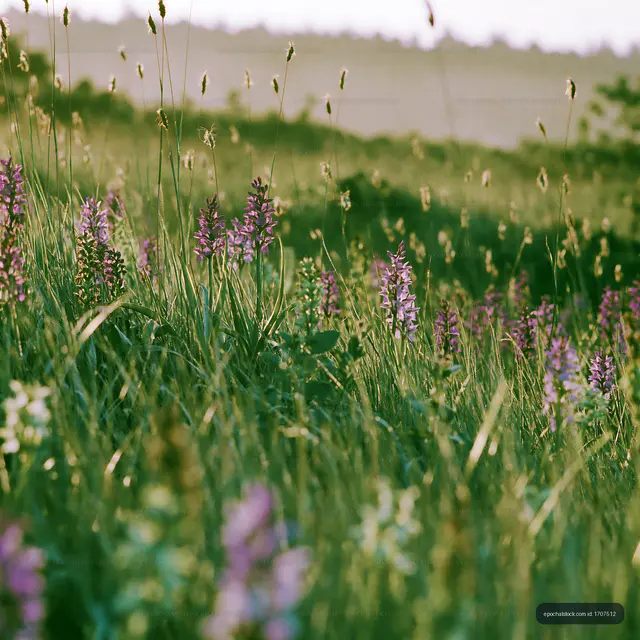 Wildflowers growing in a grassy field at sunset